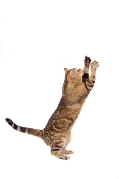 Cat playing on white — Stock Photo, Image