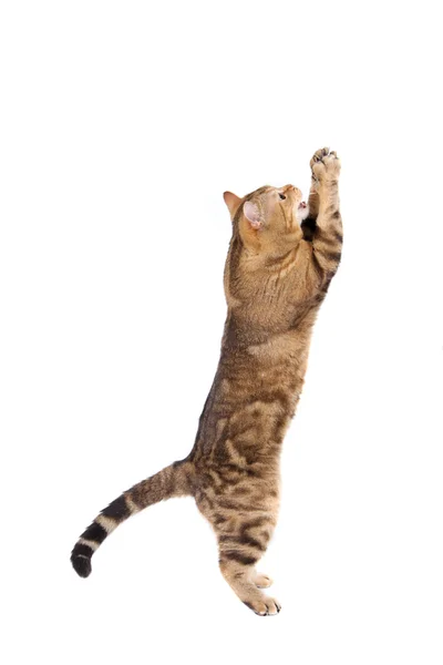 Cat playing on white — Stock Photo, Image