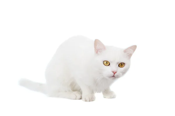 Mixed-breed cat on white — Stock Photo, Image