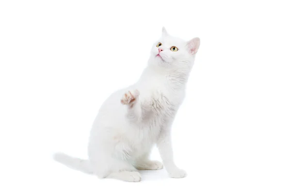 Mixed-breed cat on white — Stock Photo, Image