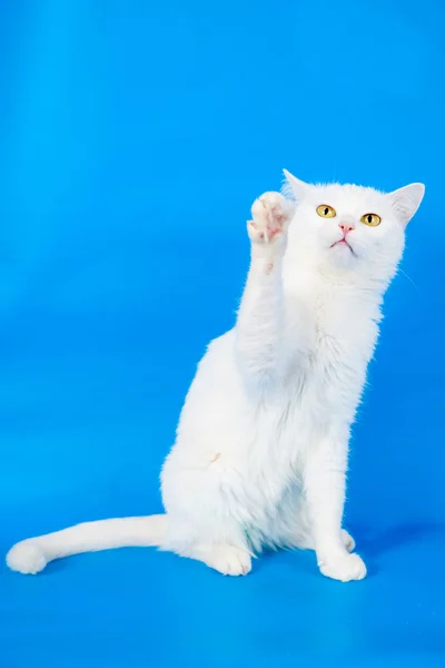 Mezcla de raza gato en azul —  Fotos de Stock