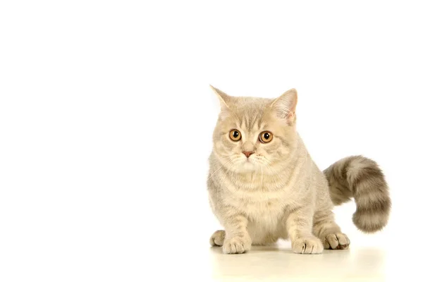 Gris escocés gato en el blanco — Foto de Stock