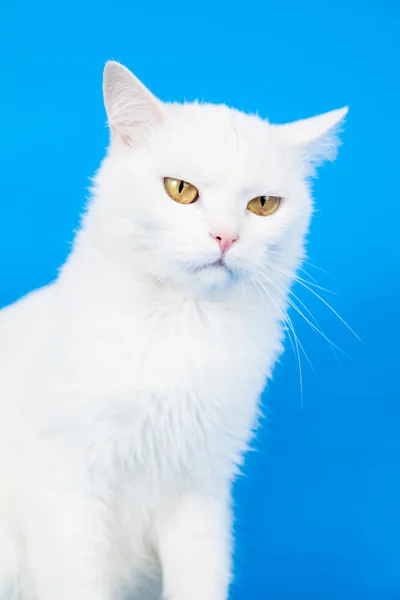 Blandad ras katt på blå — Stockfoto