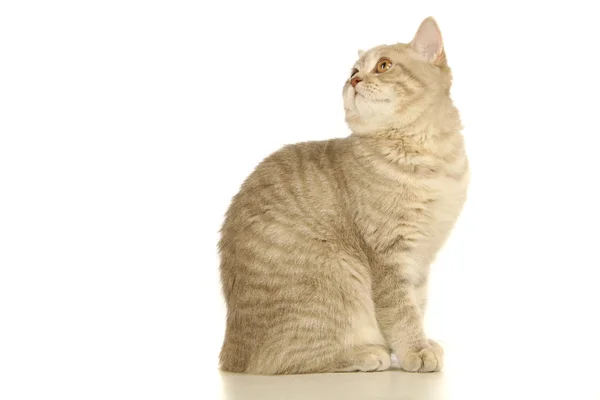 Graue schottische Katze auf dem weißen — Stockfoto
