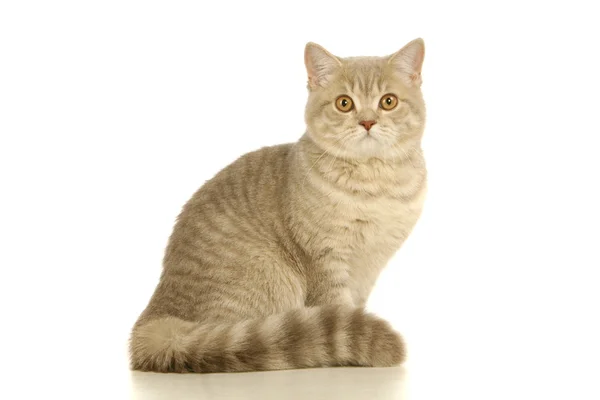 Gray scottish cat on the white — Stock Photo, Image