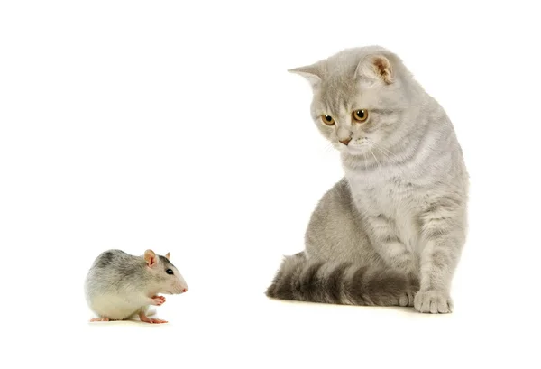 Grå skotska katten och musen på vita — Stockfoto