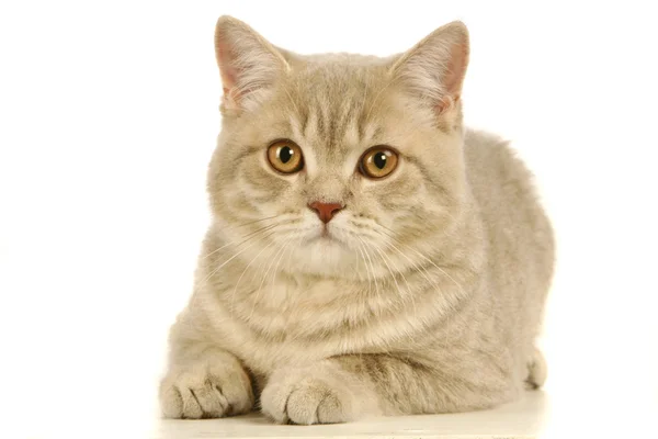 Gato escocês cinza no branco — Fotografia de Stock