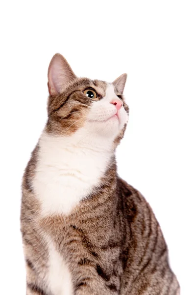Juguetón gato tabby en blanco —  Fotos de Stock