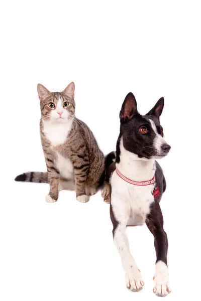 Playful tabby cat with black basenji — Stock Photo, Image