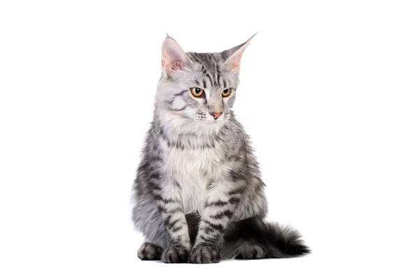 Silver tabby maine coon kitten, 5 month — Stock Photo, Image