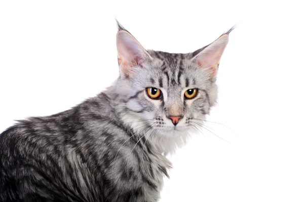 Hopeinen tabby maine Pesukarhu kissanpentu, 5 kuukautta — kuvapankkivalokuva