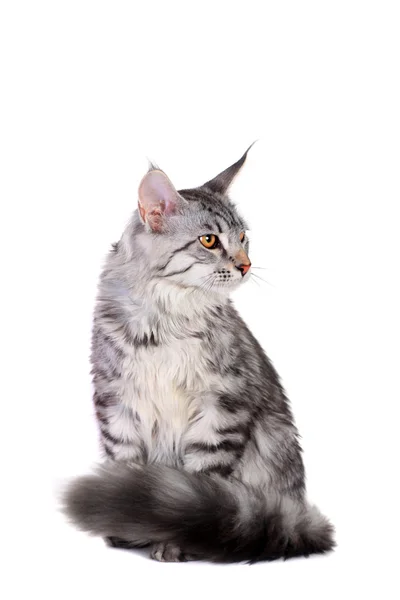 Tabby maine coon yavru kedi, 5 ay gümüş — Stok fotoğraf