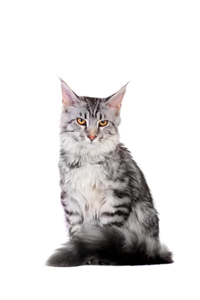 銀のふちのメインあらいくま子猫 5 月 — ストック写真