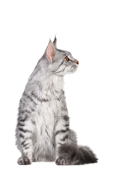 Silver tabby maine coon kitten, 5 month — Stock Photo, Image