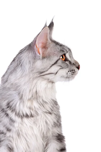 Tabby maine coon yavru kedi, 5 ay gümüş — Stok fotoğraf