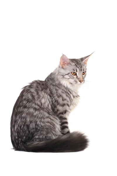 Plata tabby maine coon gatito, 5 meses — Foto de Stock