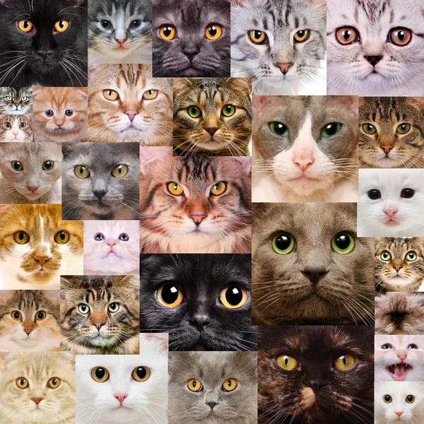 Caras de gatos — Foto de Stock