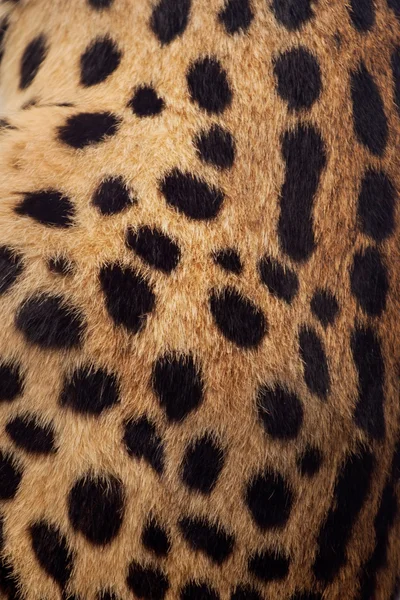 美丽的薮猫，leptailurus 薮 — 图库照片