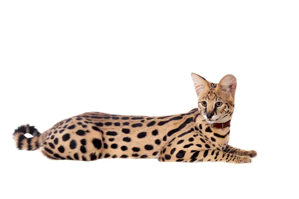 Piękne serval, leptailurus serval — Zdjęcie stockowe