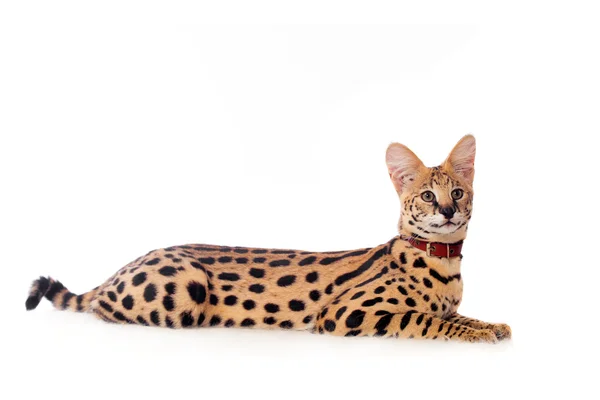 Belo serval, Leptailurus serval — Fotografia de Stock