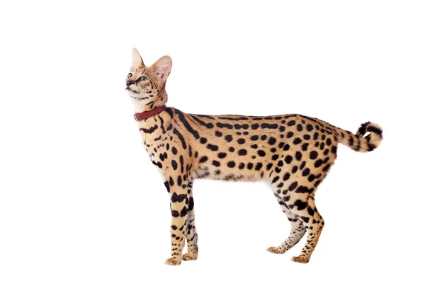 Beautiful serval, Leptailurus serval — Stock Photo, Image