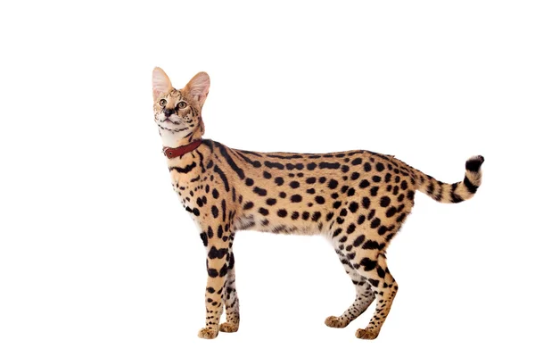 Mooie serval, leptailurus serval — Stockfoto