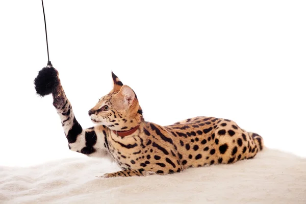 Hermoso serval, Leptailurus serval —  Fotos de Stock