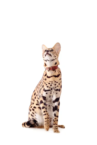 Beautiful serval, Leptailurus serval — Stock Photo, Image