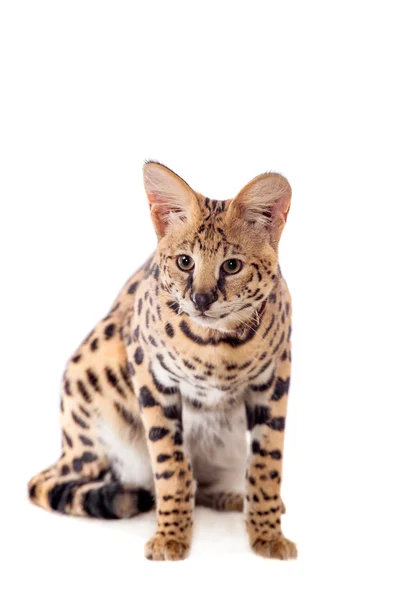 Beautiful serval, Leptailurus serval — Stock Photo, Image