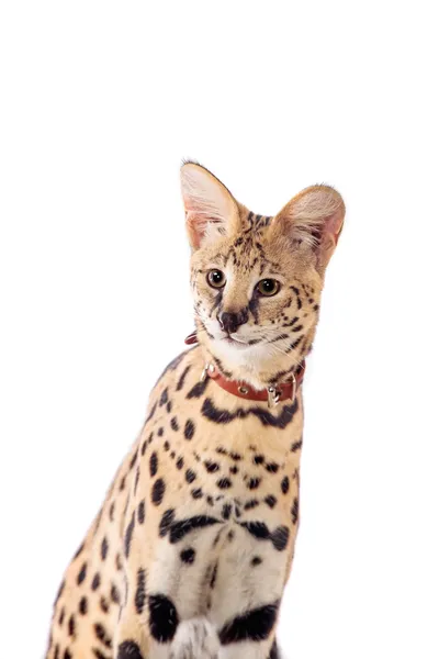 Mooie serval, leptailurus serval — Stockfoto