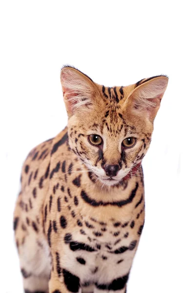 Schön serval, leptailurus serval — Stockfoto