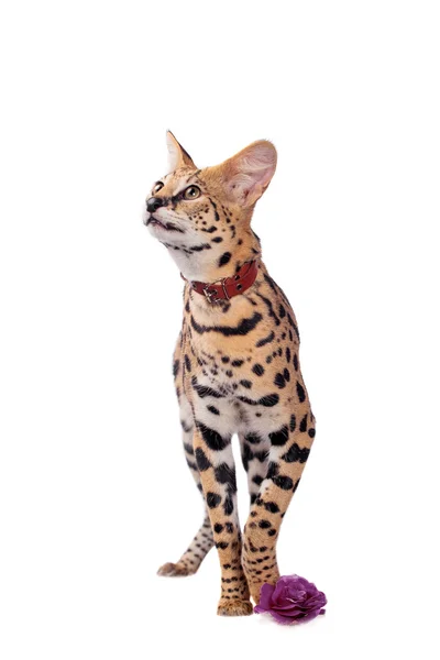 Beautiful serval, Leptailurus serval — Stock Photo, Image