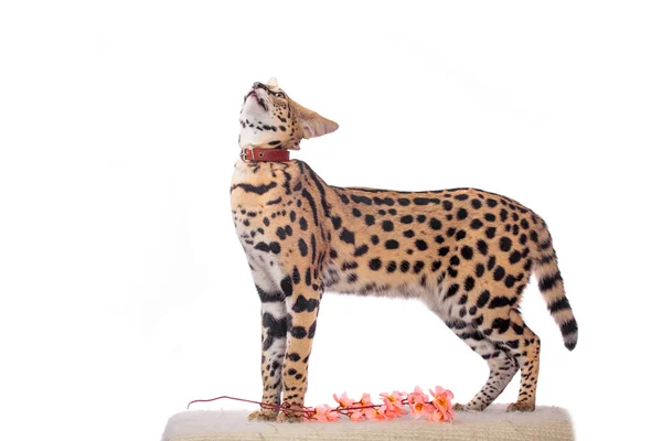 Piękne serval, leptailurus serval — Zdjęcie stockowe