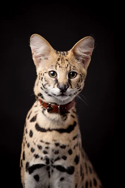 Beautiful serval, Leptailurus serval — Stock Photo, Image