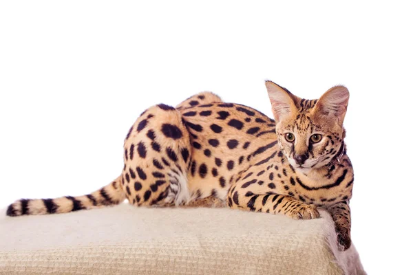 güzel serval, leptailurus serval