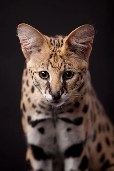 Piękne serval, leptailurus serval — Zdjęcie stockowe