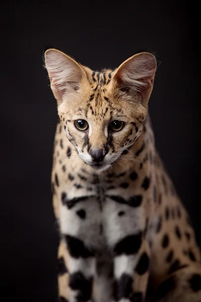 Vackra serval, l. serval — Stockfoto