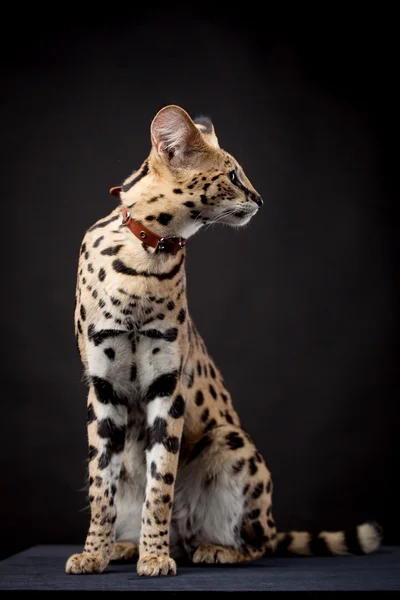 Bella serval, Leptailurus serval — Foto Stock