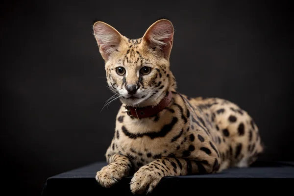 Piękne serval, leptailurus serval — Zdjęcie stockowe