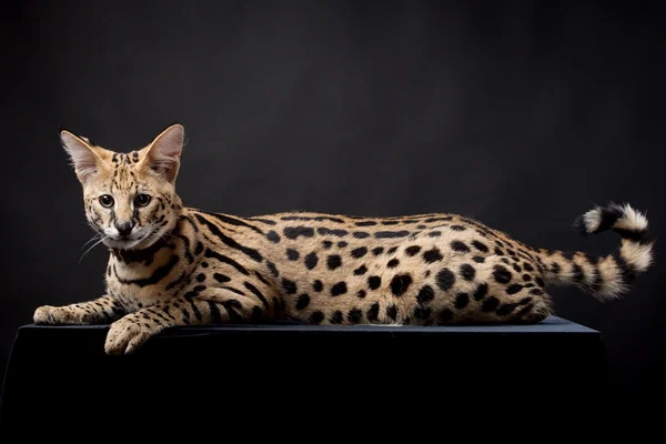 Güzel serval, leptailurus serval — Stok fotoğraf