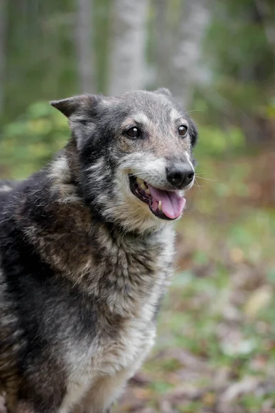 Blandras hund i skogen höst — Stockfoto