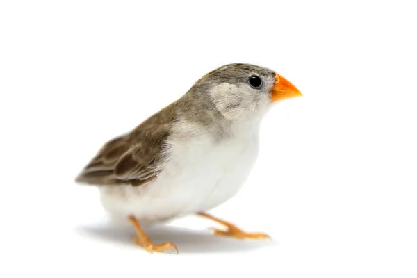 Zebra Finch on white Royalty Free Stock Images
