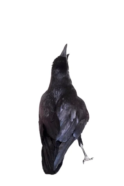 Common Raven isolated on white Royalty Free Stock Photos