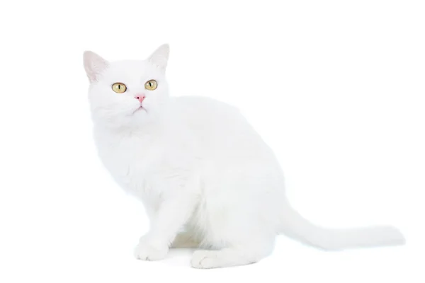 Кот смешанной породы на белом Стоковое Изображение