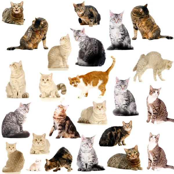 Cats on white Stock Image