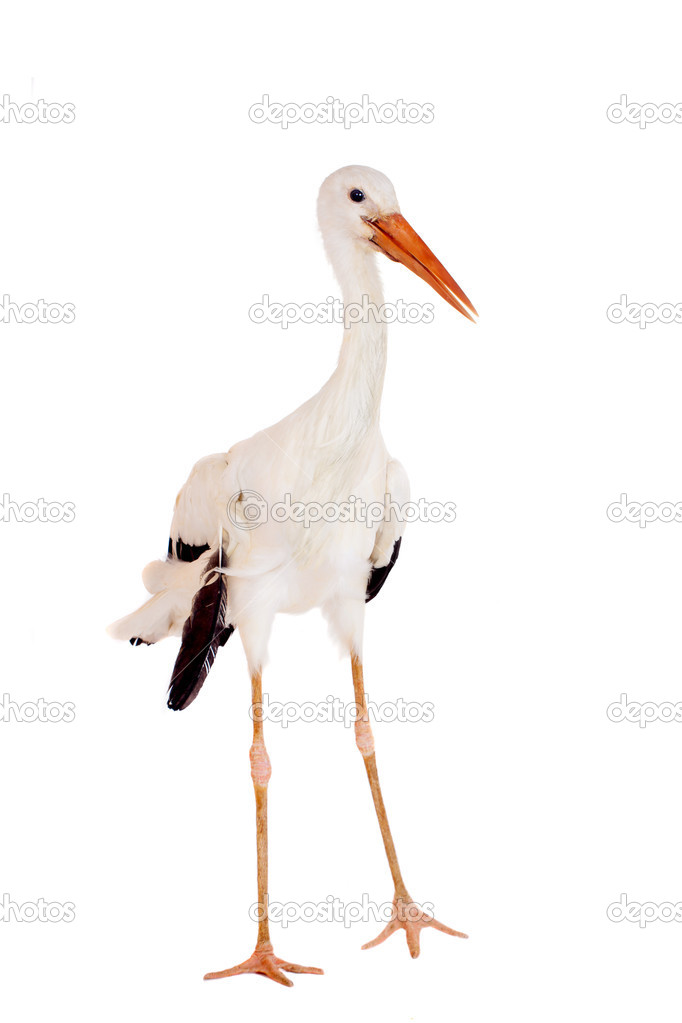 White Stork on white.