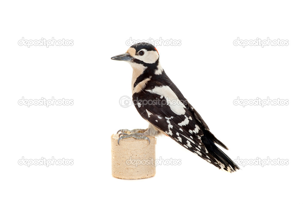 Great Spotted Woodpecker on white