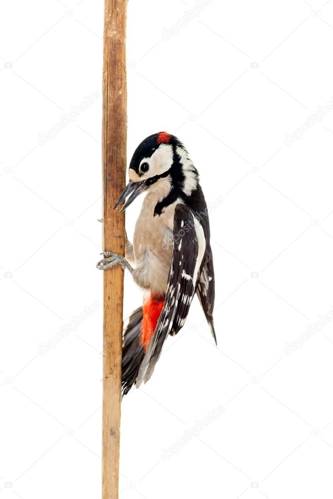 Great Spotted Woodpecker on white