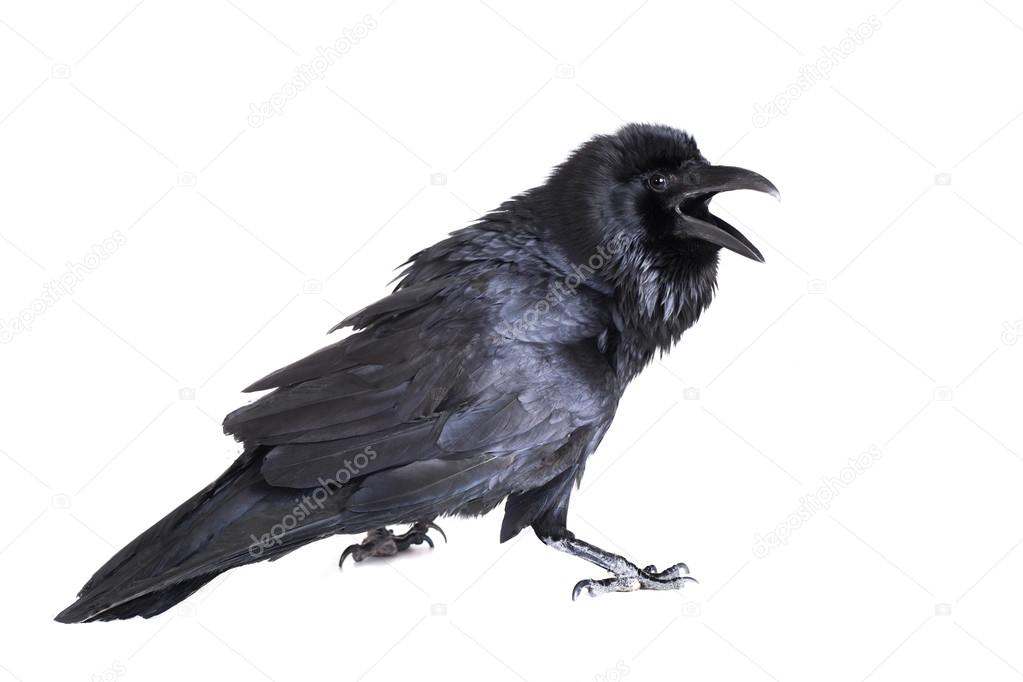 Common Raven isolated on white