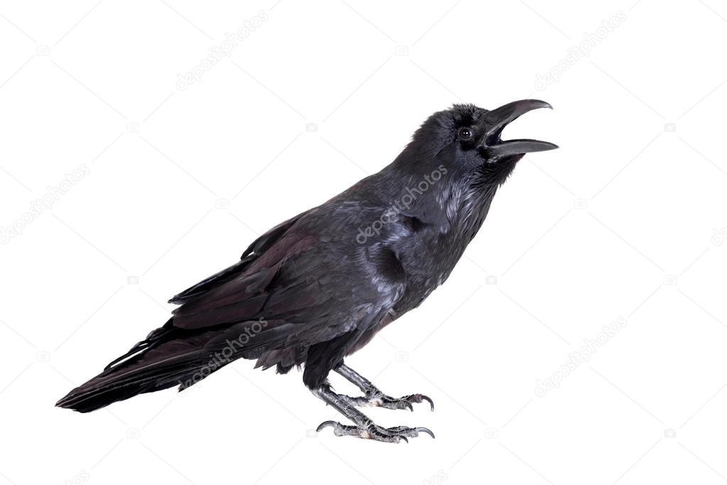 Common Raven isolated on white